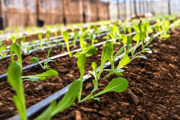 Integrated Drip line