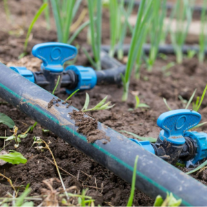 Drip irrigation 1